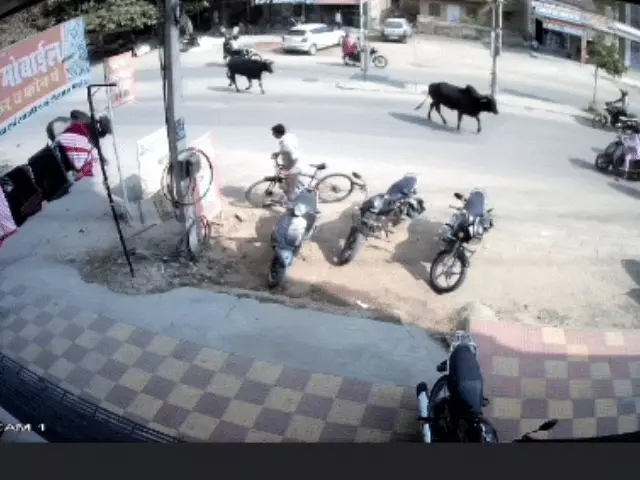 सुप्रीम कोर्ट ने सड़कों पर घूम रहे लावारिस पशुओं से होने वाले हादसों पर गंभीर चिंता जताई