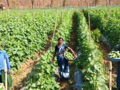 खीरा की खेती ने बदली सुभद्रा की जिंदगी,बिहान योजना से बनी लखपति दीदी