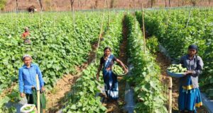 खीरा की खेती ने बदली सुभद्रा की जिंदगी,बिहान योजना से बनी लखपति दीदी