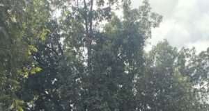 बिलासपुर में वन विकास निगम की हरित क्रांति
