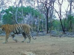 उदंती-सीतानदी में बाघिन की दस्तक, टाइगर रिजर्व के सुनहरे भविष्य की जगी उम्मीद
