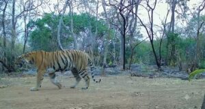 उदंती-सीतानदी में बाघिन की दस्तक, टाइगर रिजर्व के सुनहरे भविष्य की जगी उम्मीद