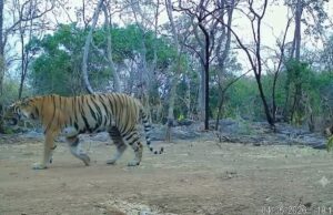 उदंती-सीतानदी में बाघिन की दस्तक, टाइगर रिजर्व के सुनहरे भविष्य की जगी उम्मीद