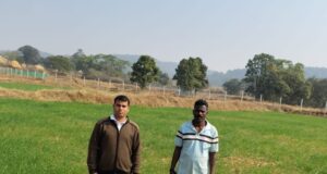 कम लागत, दोगुना फायदा: जशपुर के किसान ने गेहूं की खेती से बढ़ाई आमदनी