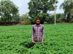 प्राकृतिक खेती को बढ़ावा देने की पहल ला रही बदलाव, हरी खाद अपनाकर आत्मनिर्भर खेती की राह पर बढ़ रहे किसान