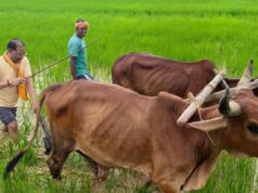 अपनी माटी और खेती-किसानी से मुख्यमंत्री श्री विष्णु देव साय का आत्मीय जुड़ाव