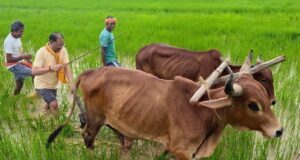 अपनी माटी और खेती-किसानी से मुख्यमंत्री श्री विष्णु देव साय का आत्मीय जुड़ाव