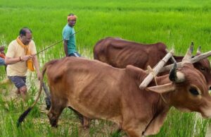 अपनी माटी और खेती-किसानी से मुख्यमंत्री श्री विष्णु देव साय का आत्मीय जुड़ाव